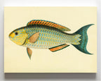 Scarus-Pepo