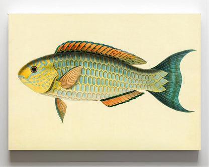 Scarus-Pepo