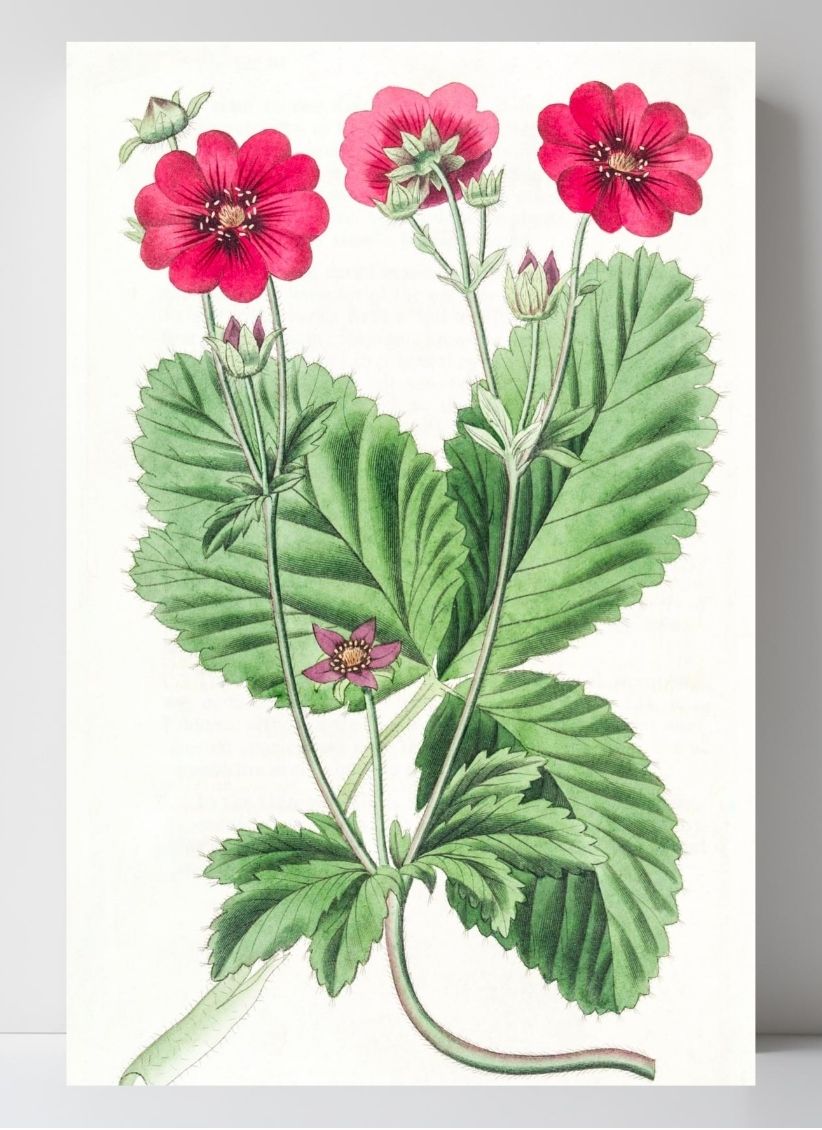 Russell's Potentilla
