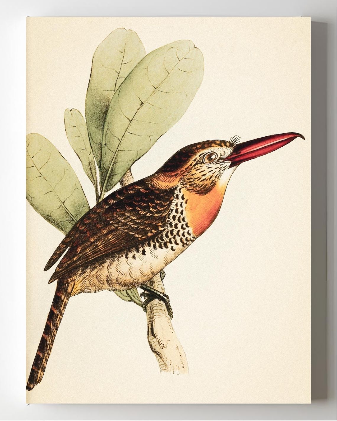 Long-Bill'd Puff Bird