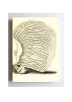 Agaricia undata