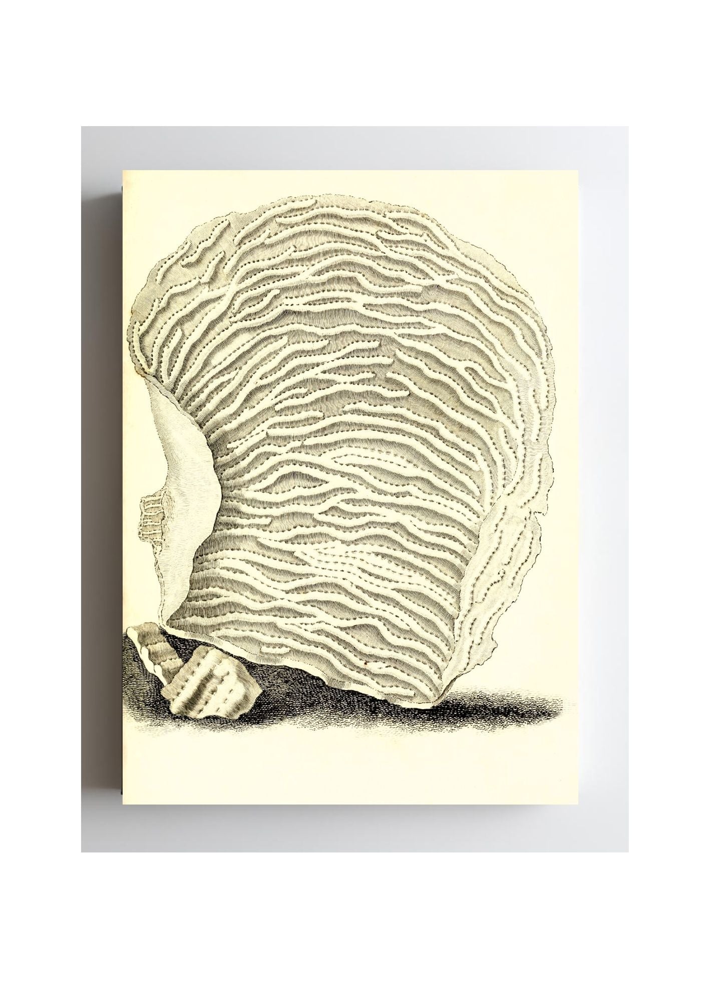 Agaricia undata