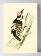 Lesser Spotted Woodpecker