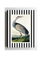 Hooping Crane