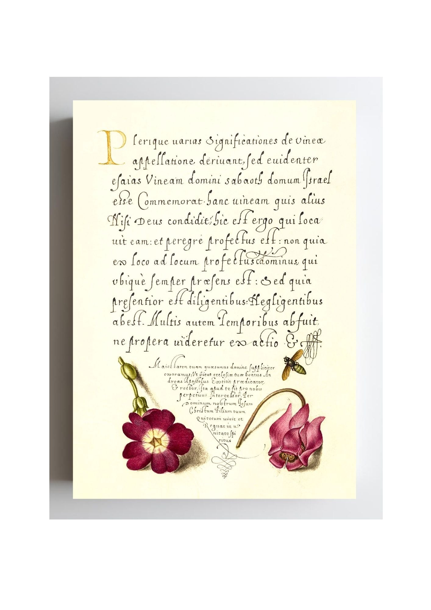 Insect, Balkan Primrose, and Alpine Violet