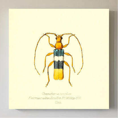 Chenoderus Tricolor