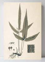 Lycopodium Heterophyllum