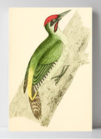 Green Woodpecker
