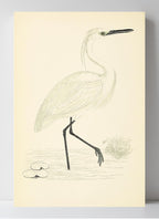 Little Egret