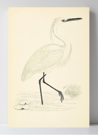 Little Egret