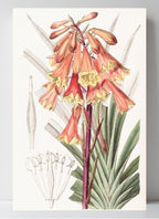 Rough-edged Blandfordia