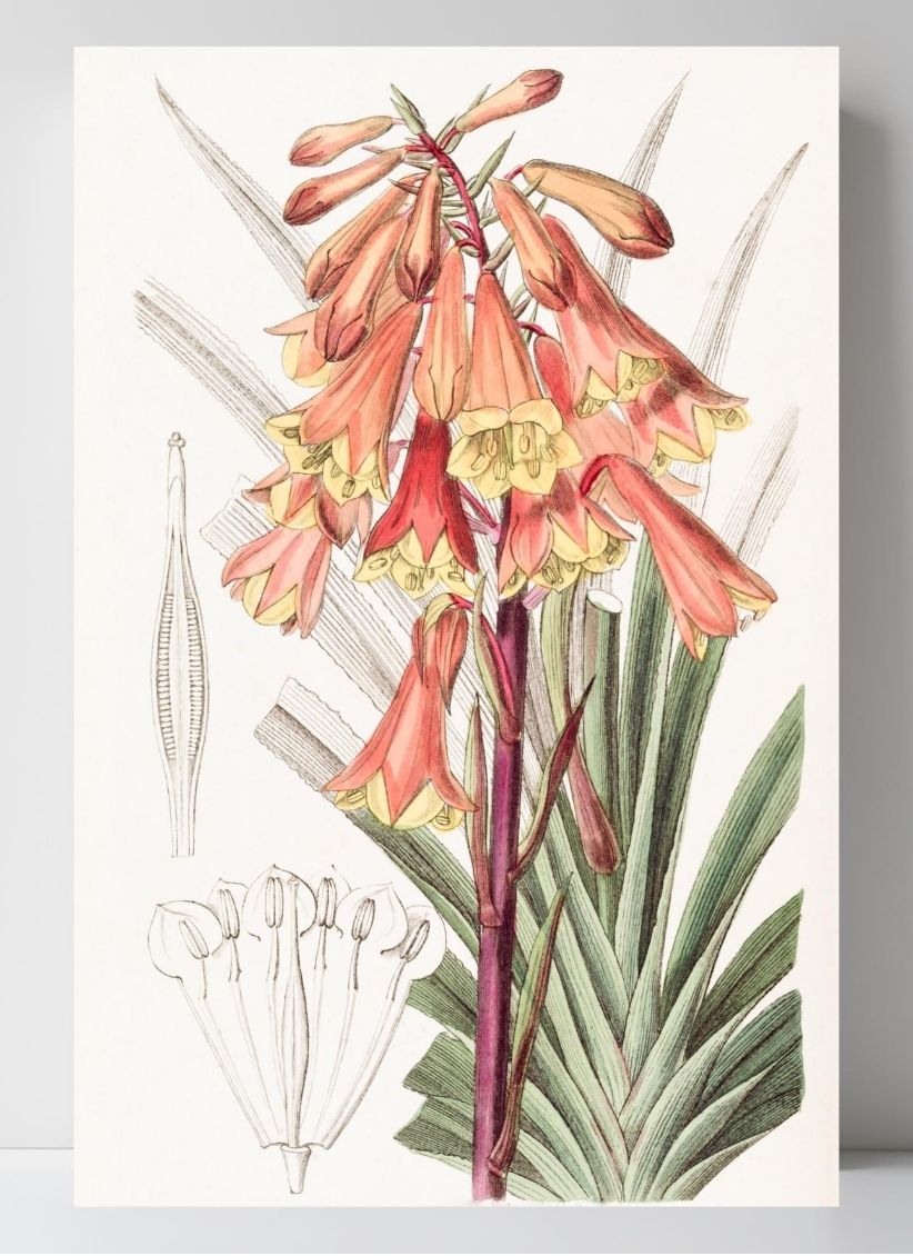 Rough-edged Blandfordia