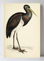 Black Stork