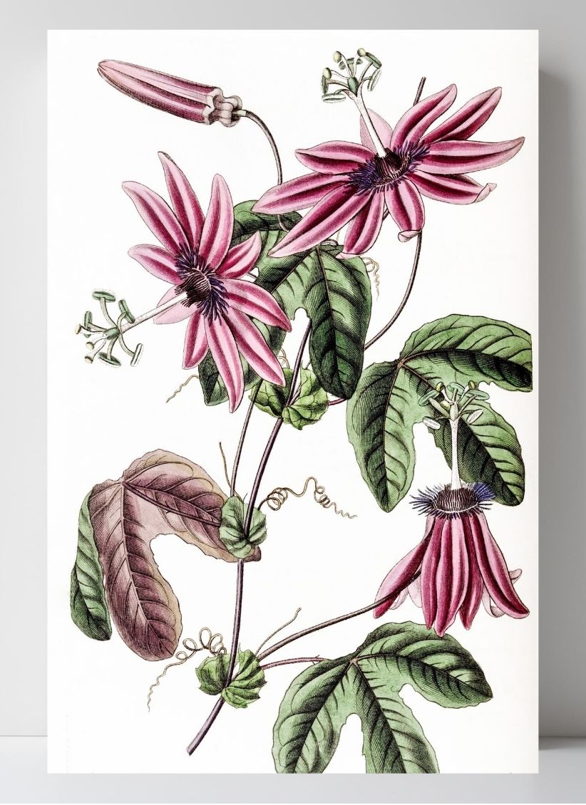 Crimson Passionflower