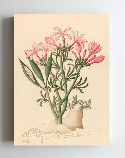 Ceropegia or Echites (Pachypodium Succulentum)