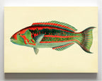 Scarus Georgii