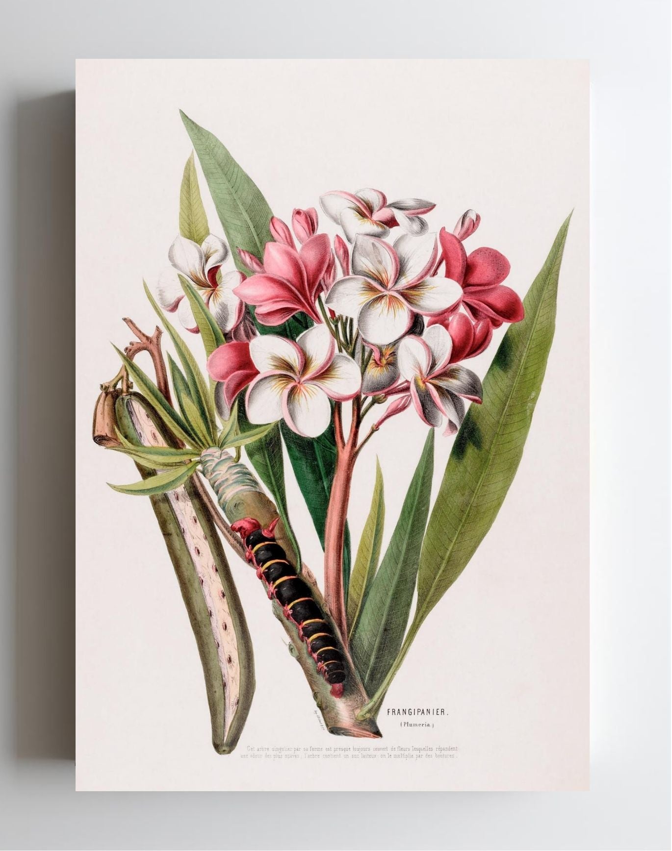 Frangipanier (Plumeria)