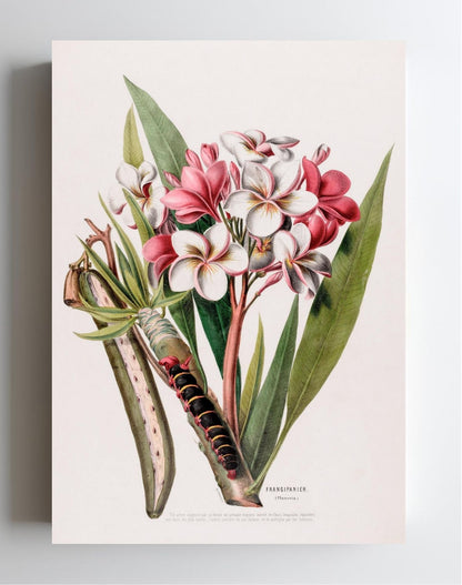 Frangipanier (Plumeria)