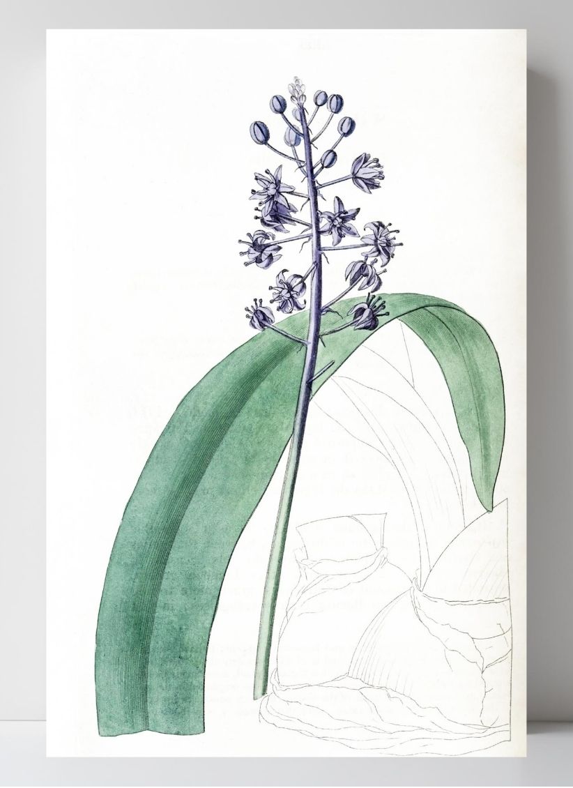Lead-Coloured Scilla