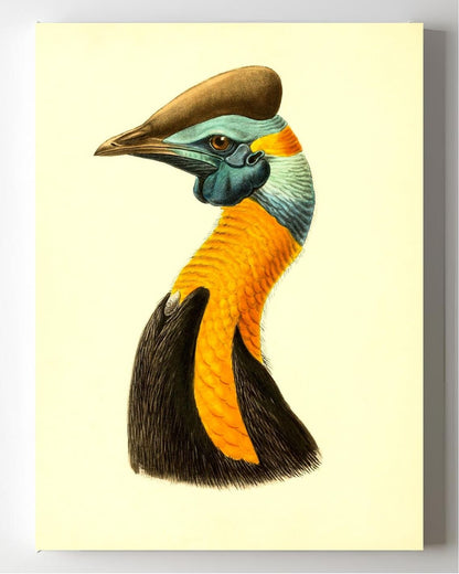 Casuarius Uniappendiculatus Aurantiacus