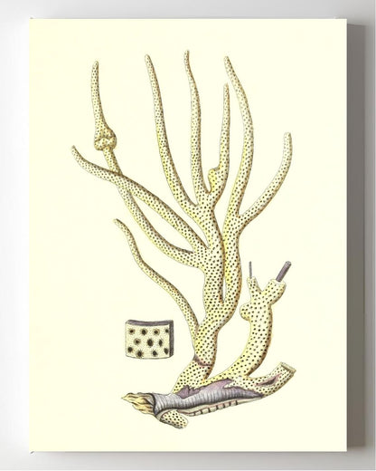 Gorgonia porofa