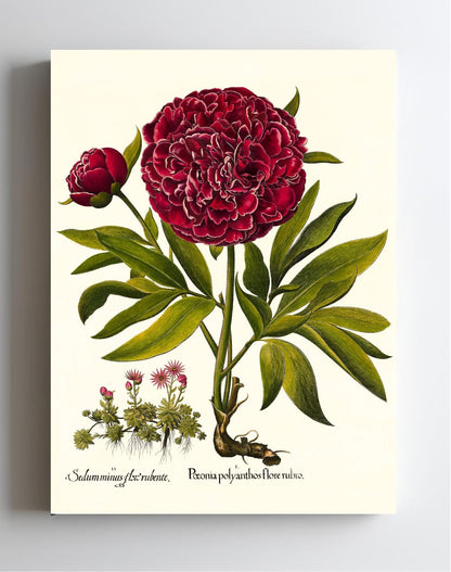 Red double-flowered peony, Mountain sempervivum