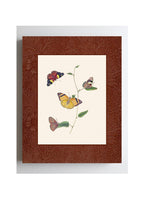 Butterflies 2