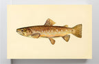 The Brown Trout (Adult Male) Salmo-Fario