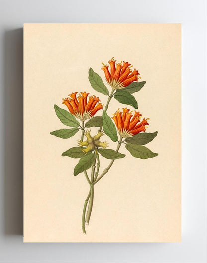Gardenia Nova.Sp. (Burchellia Bubalina)