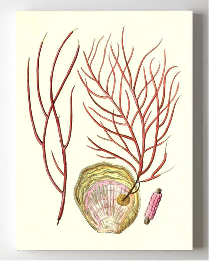 Gorgonia ceratophyta