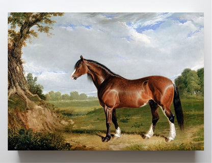 A Clydesdale Stallion