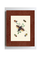 Beetles 3
