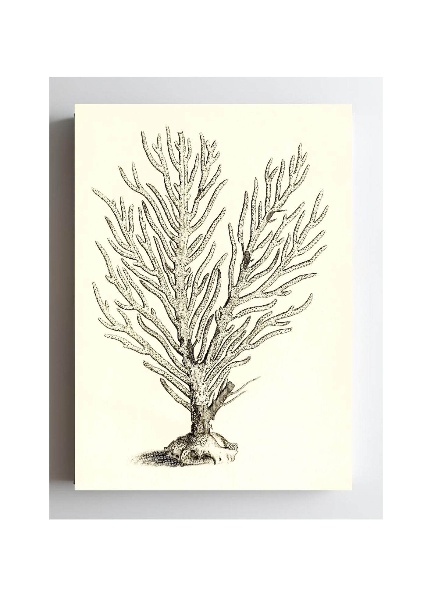Gorgonia palma