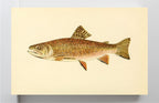 The Brook Trout (Adult Male) Salvelinus-Fontinalis (early summer coloration)