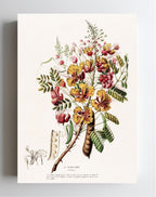La Poincillade (Poinciana)