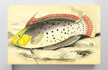 Painted Labrus
