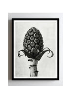Petasites Officinalis (Butterbur)