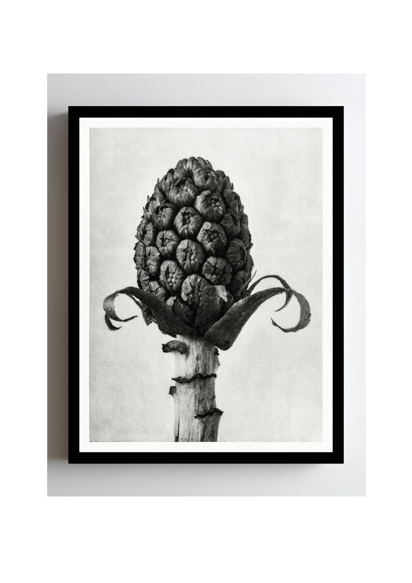 Petasites Officinalis (Butterbur)