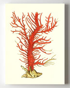Gorgonia palma