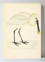 Spoonbill