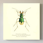 Tetracha Australis