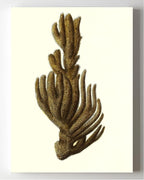 Spongia ftupola