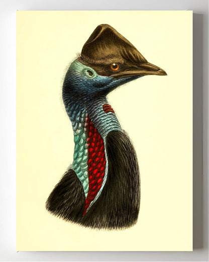 Casuarius Picticollis