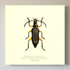 Plectogaster Pectinicornis