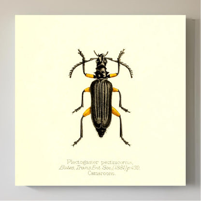 Plectogaster Pectinicornis