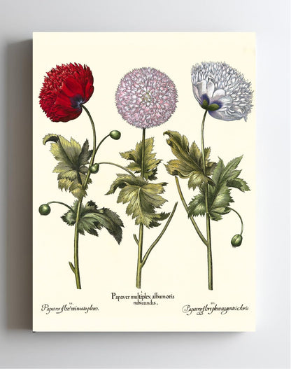 Double-flowered variegated garden poppy, et al