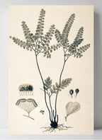 Adiantum Amoenum