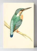 Kingfisher
