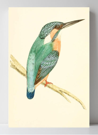Kingfisher