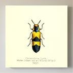 Chrysochroa Lordi